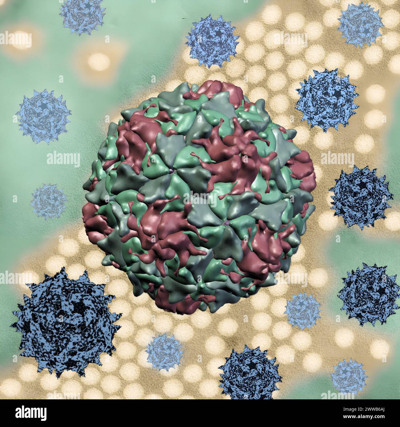 Kreatives Kunstwerk mit 3D-Renderings von Polioviruskapsiden über einem Transmissionselektronenmikrogramm eines Poliovirusbildes (Transmissionselektron. Stockfoto