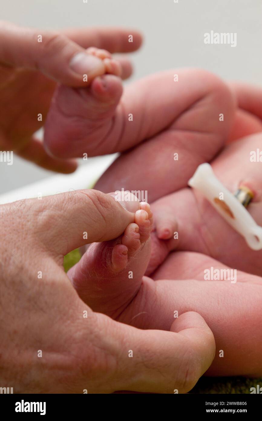 Der Kinderarzt kontrolliert die Füße und den Fußgewölbe. Stockfoto