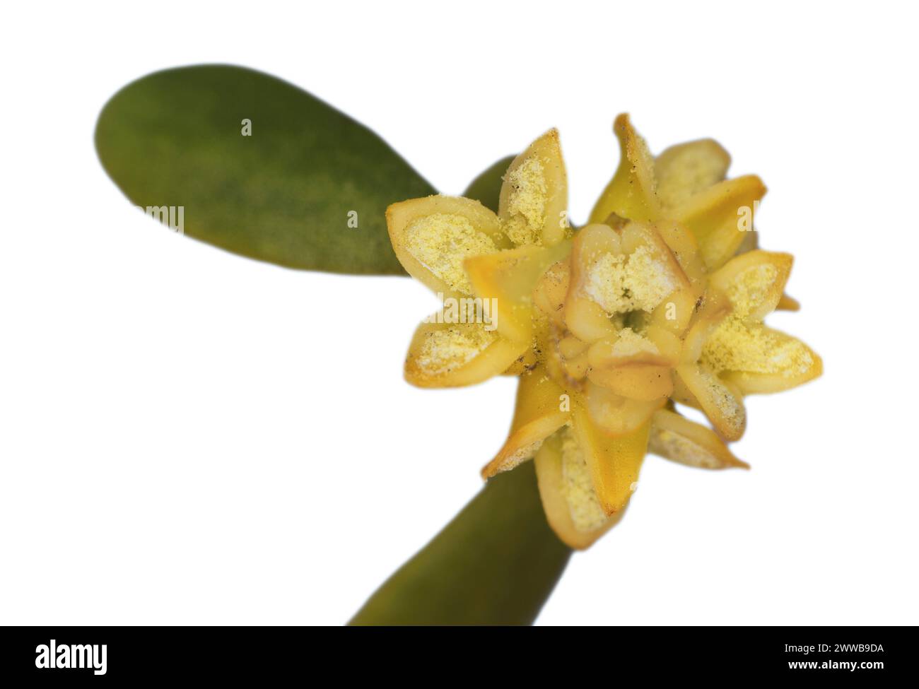 Männliche Blume der Mistel (Viscum laxum) mit Pollen, einem obligaten Stammhemiparasiten, Wallis, Schweiz Stockfoto