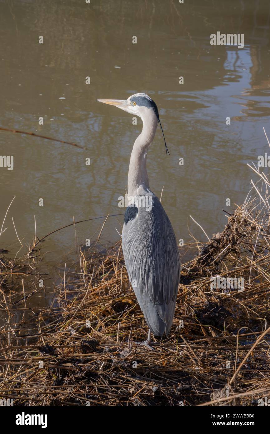 Nahaufnahme eines grauen Reihers, der hoch am Wasser steht Stockfoto