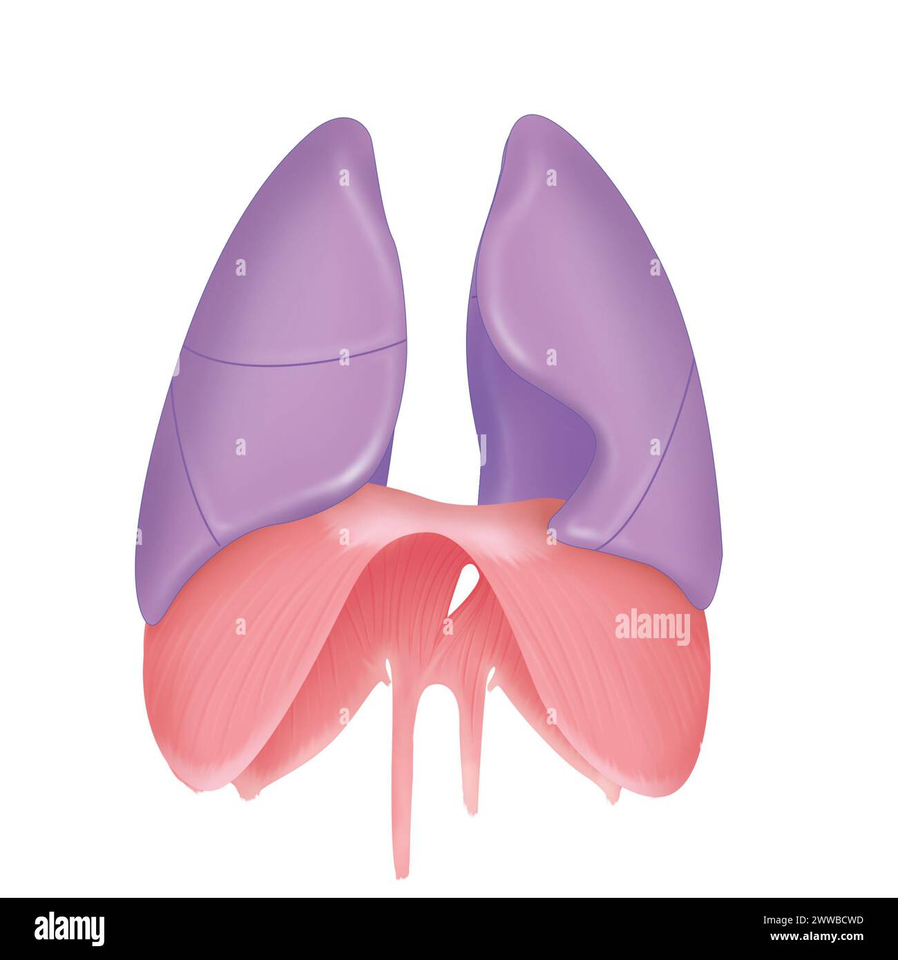 Lunge und Zwerchfell in der Vorderansicht. Auf der rechten Lunge sind in der anterioren Ansicht drei Lappen sichtbar. Stockfoto