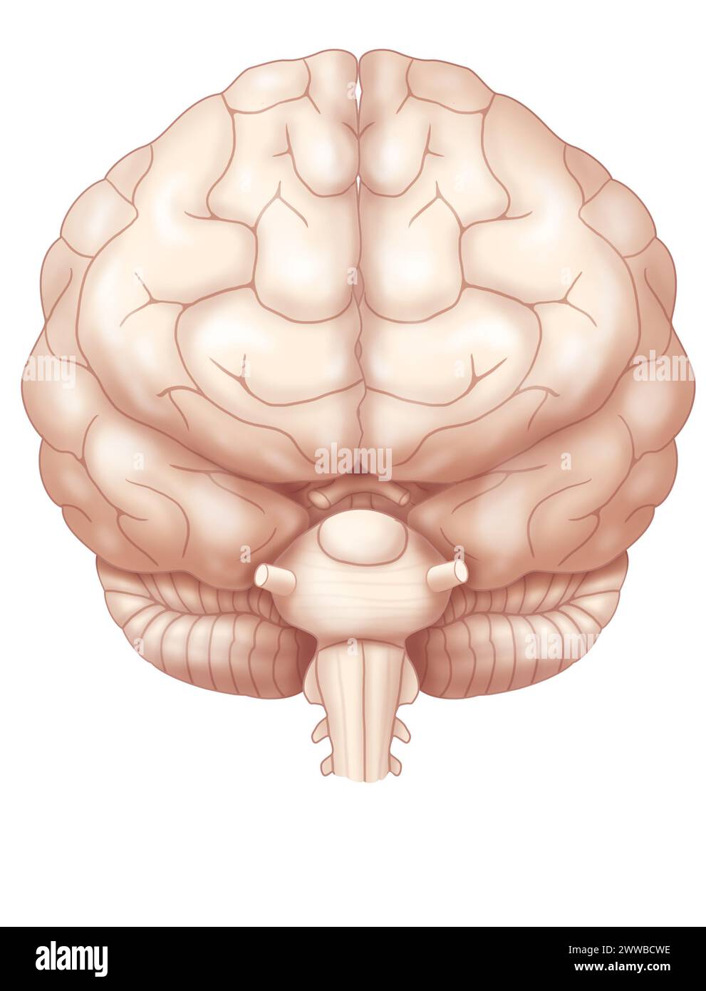Vorderansicht des Gehirns mit den beiden Hirnhemisphären, dem Kleinhirn und dem Beginn des Hirnstamms. Stockfoto