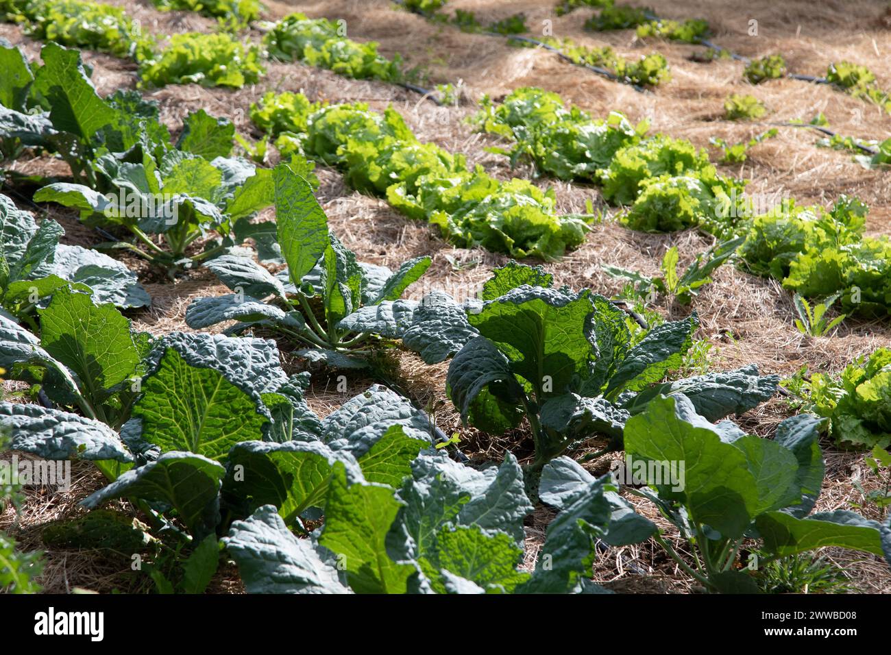 Salate und Kohl unter Gewächshaus auf Mulchboden, um Feuchtigkeit zu halten. Stockfoto