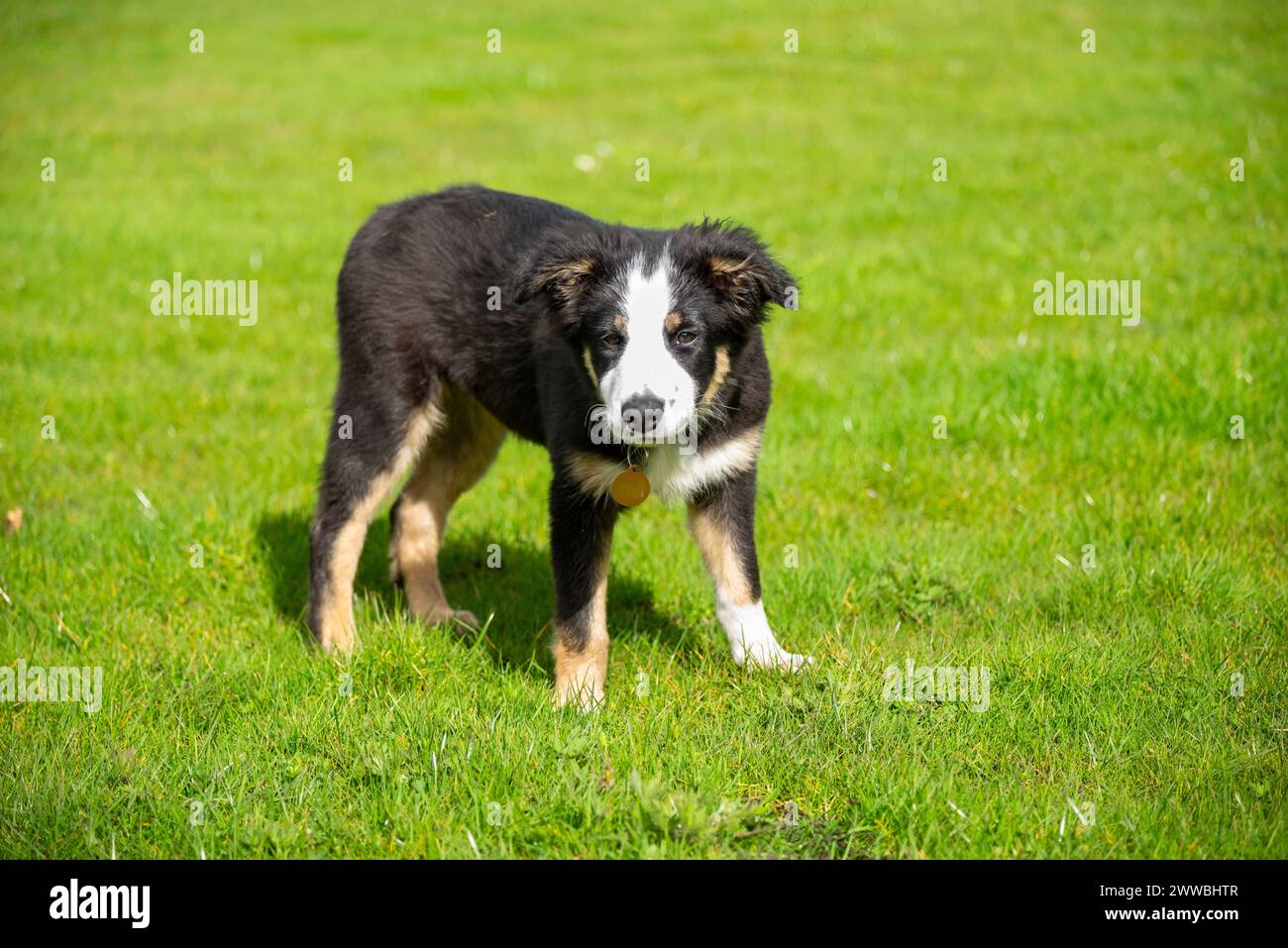 Ein kleiner Dreikolorit grenzt Collie-Welpe draußen auf einem Feld in der Frühlingssonne Stockfoto