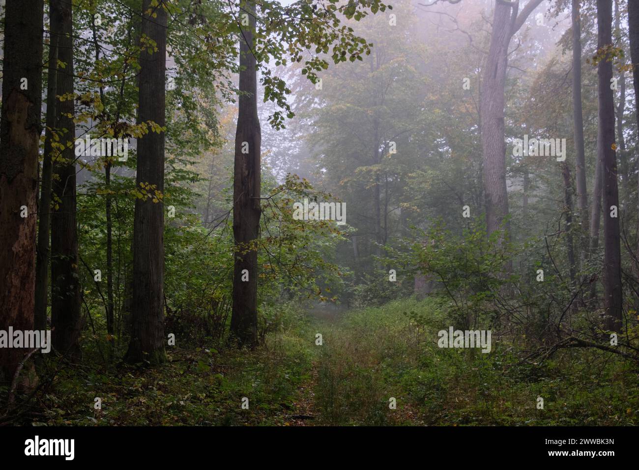 Misty Morning im herbstlichen natürlichen Laubwald, Bialowieza, Polen, Europa Stockfoto