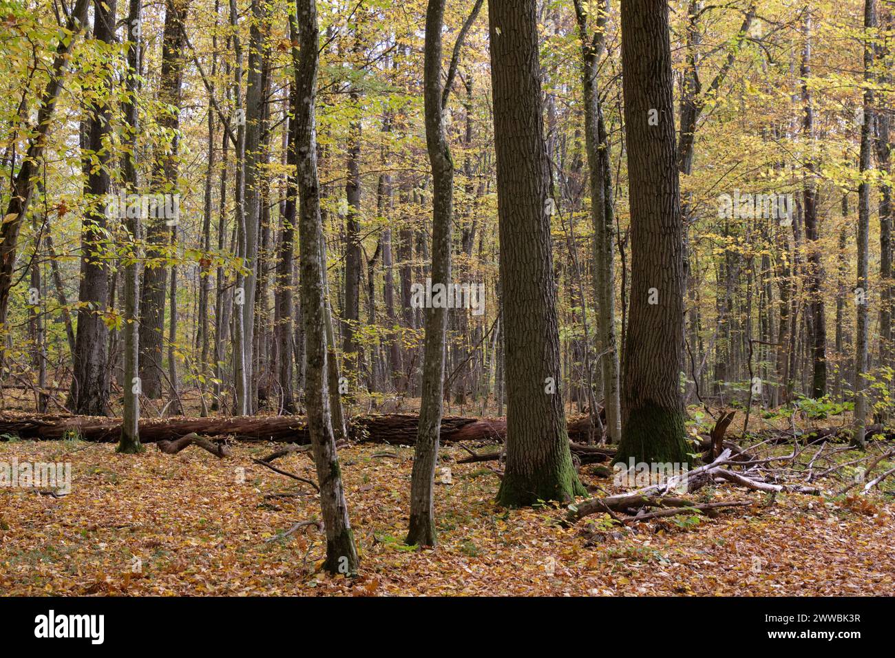 Herbstliche Mittagszeit in Laubwäldern mit alten Eichen rund um den Bialowieza-Wald, Polen, Europa Stockfoto