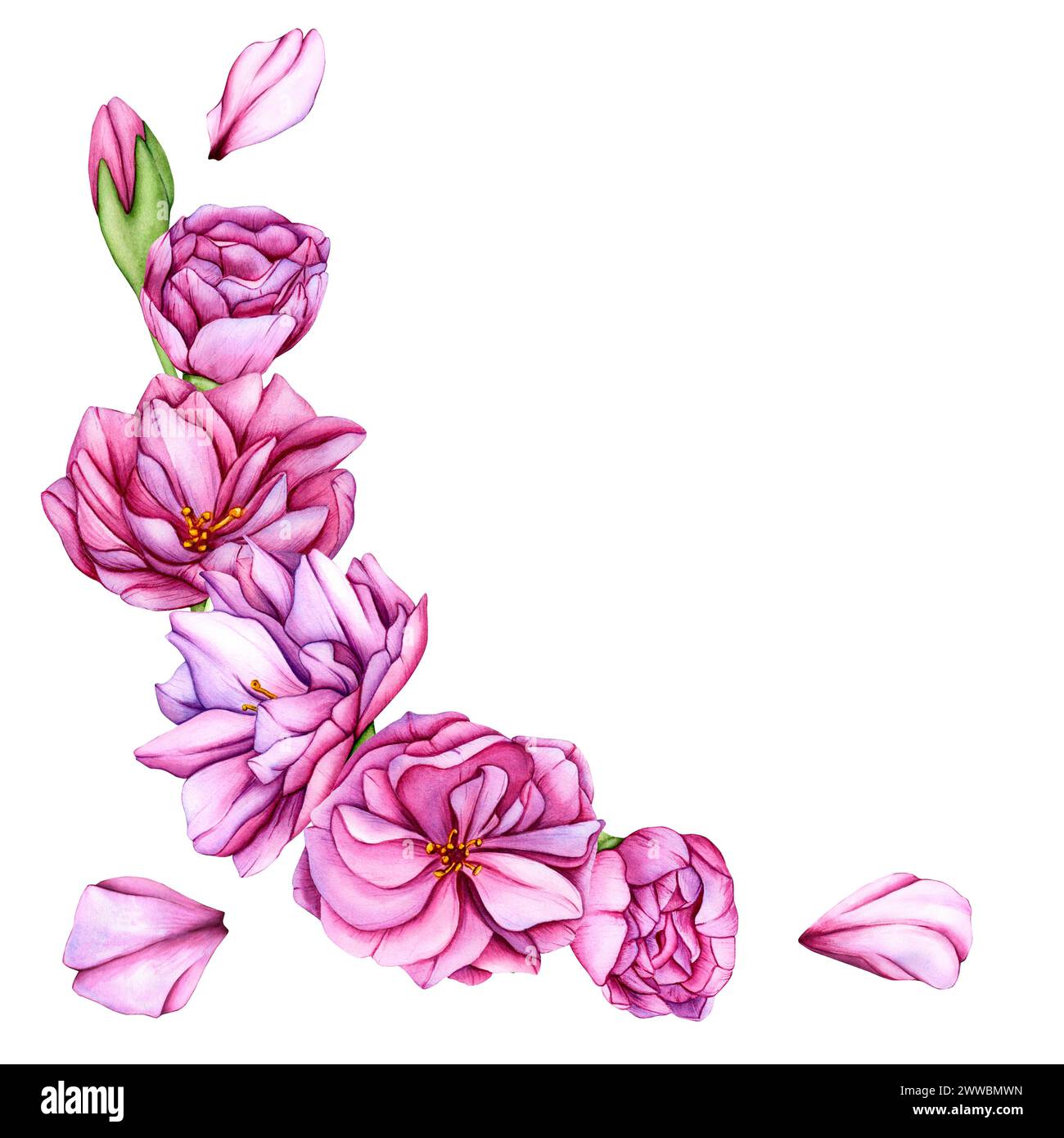 Rosafarbene Kirschblüten. Aquarellillustration Sakura Blütenblätter. Japanische Sakura Blumen botanische Illustration. Handgezeichnete Blütenknospen und Stockfoto