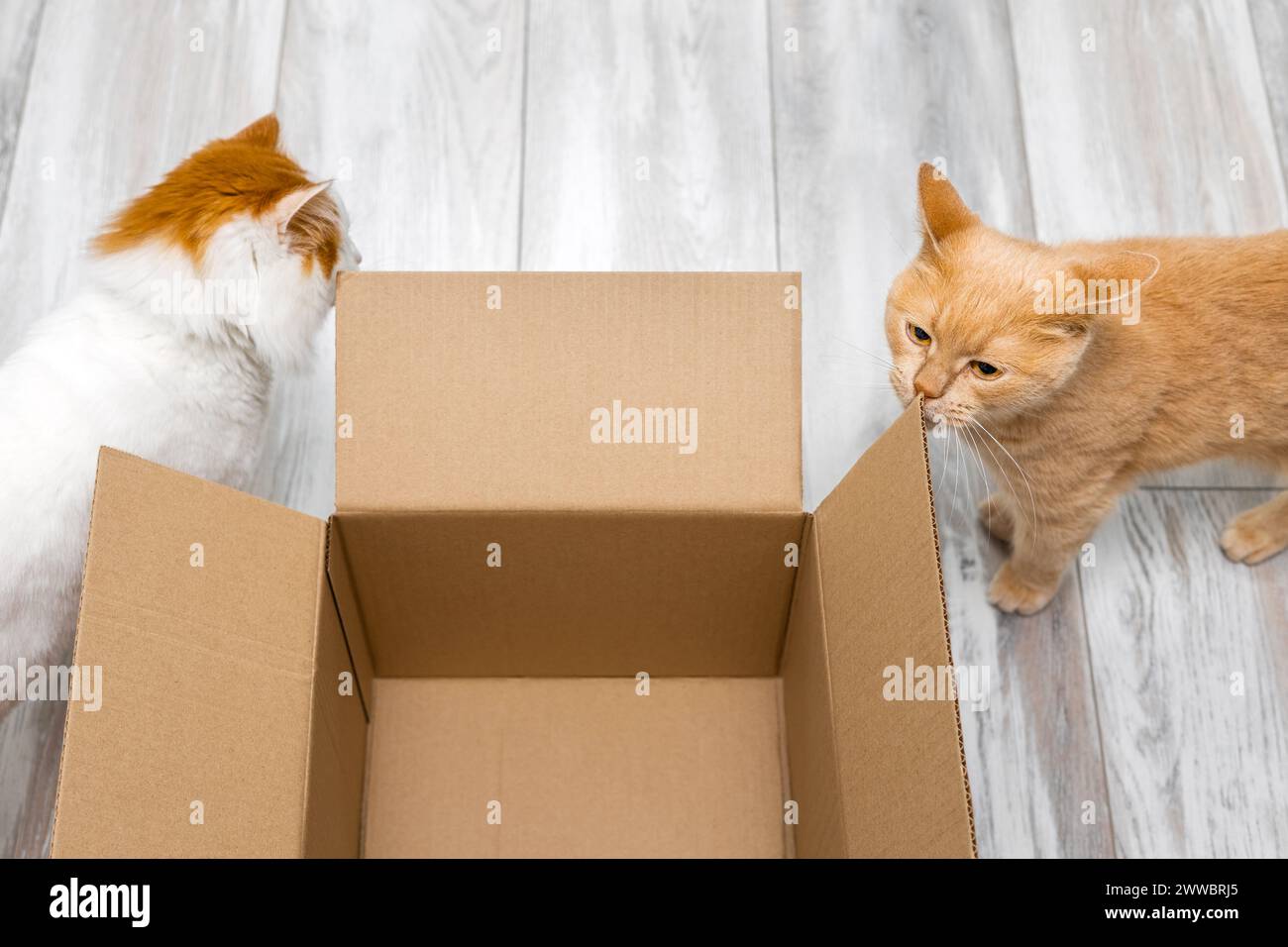 Weiße Katze schnüffelt an einem leeren Karton. Cat-Box. Katzen verstecken sich gerne in leeren Kisten. Zwei Katzen Stockfoto