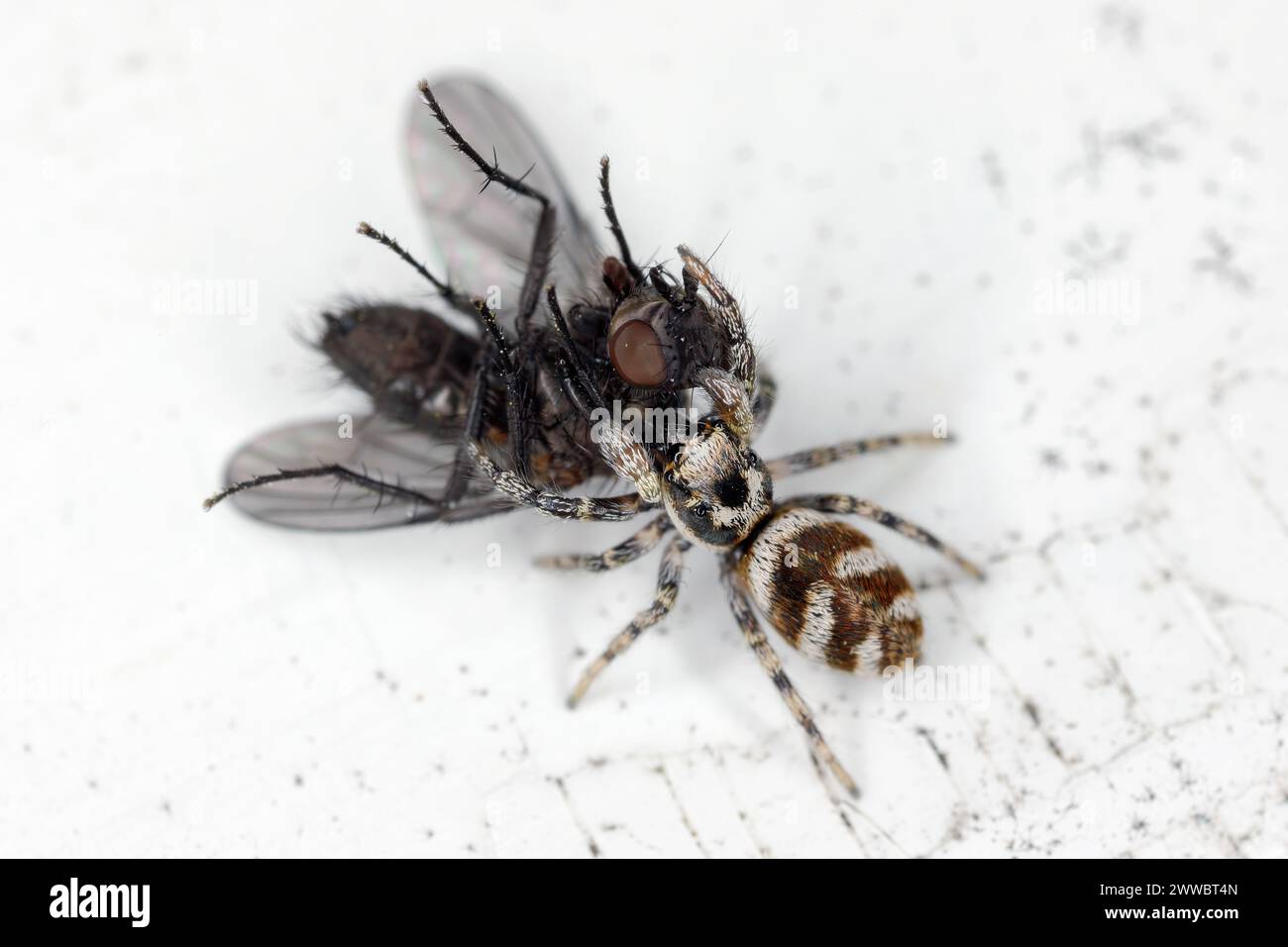 Eine springende Spinne (Salticus scenicus) mit einer gejagten Fliege auf der Fensterbank. Stockfoto