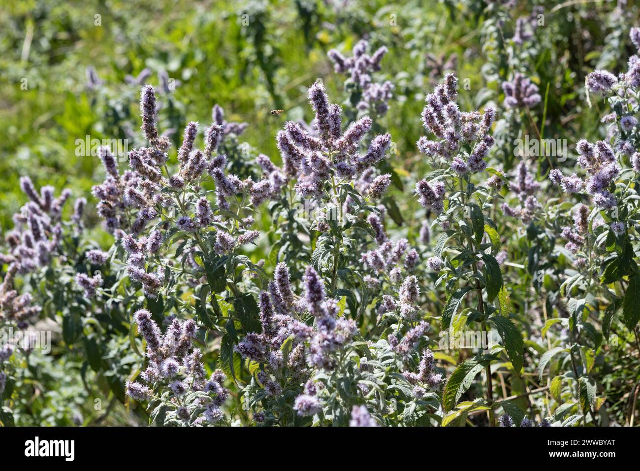 Pferdeprägeanstalt, Mentha Longifolia Stockfoto