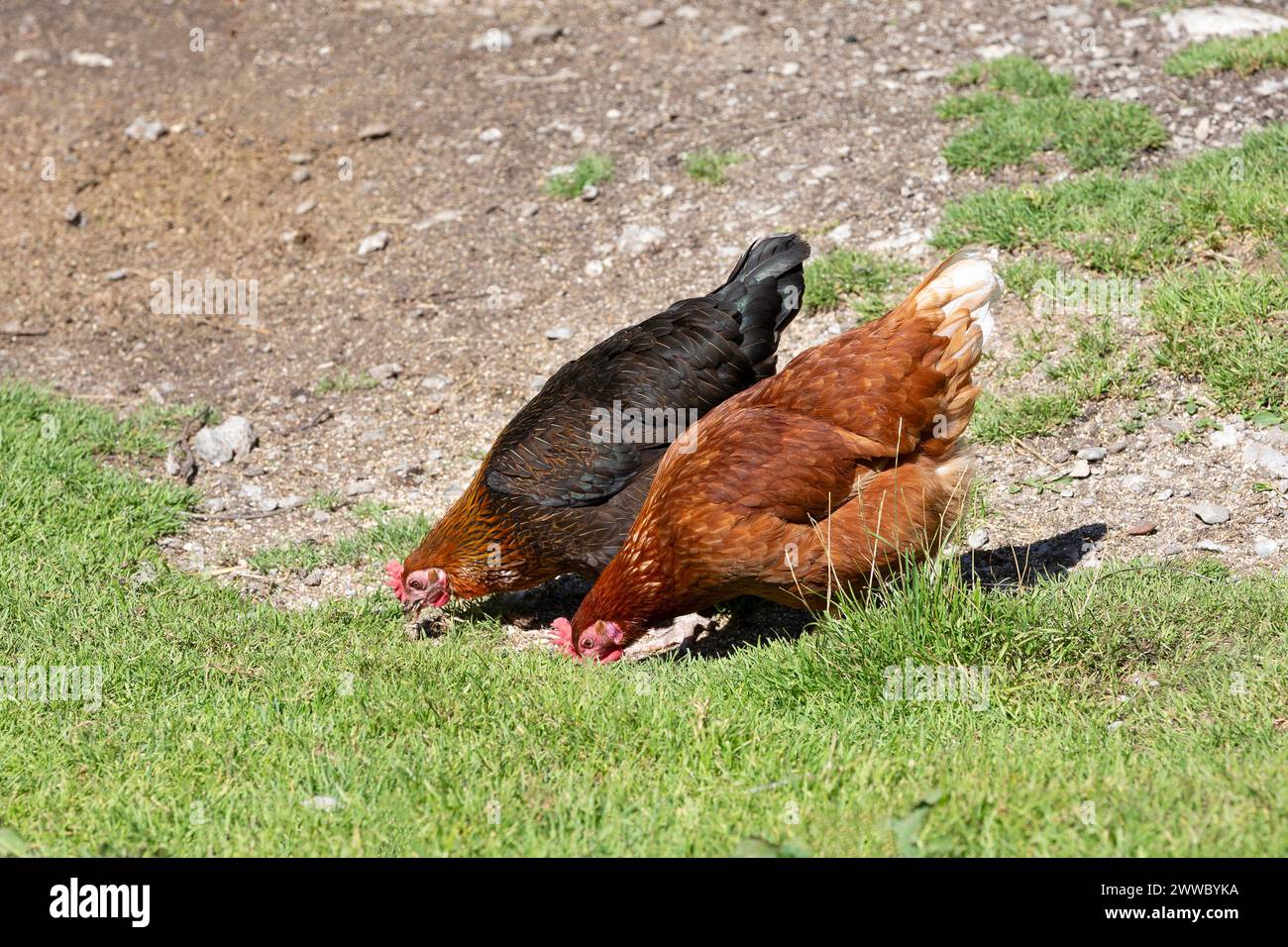 Freilandhühner, Lohmann-Hühner und Schwarzer Bovan, Legehennen Stockfoto