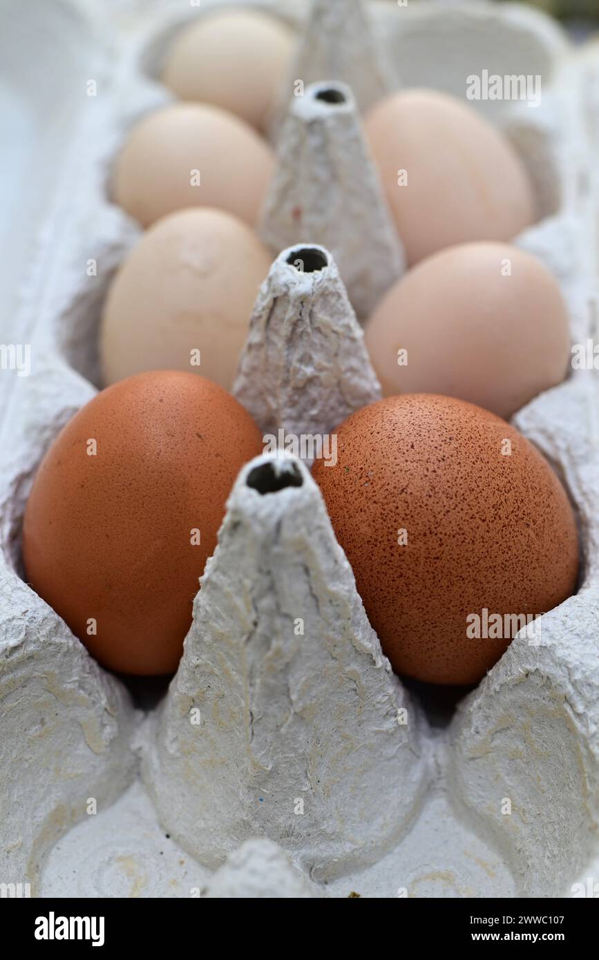 Zwei braune und fünf weiße Eier in einem Eierkarton Stockfoto