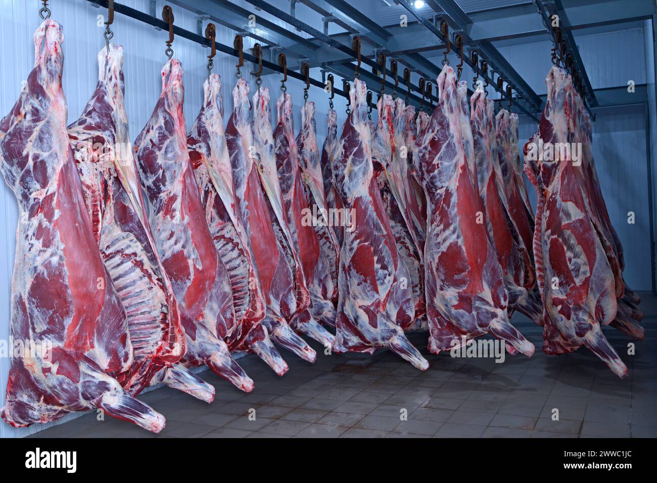 Im Schlachthof. Schlachtkörper rohes Fleisch Rindfleisch in den Gefrierschrank eingehakt. Stockfoto