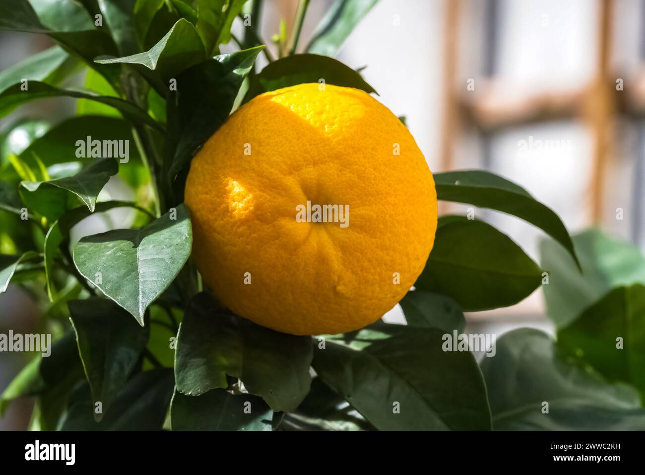 Eine Großaufnahme einer Mandarine, die im Frühling an einem Baum hängt Stockfoto
