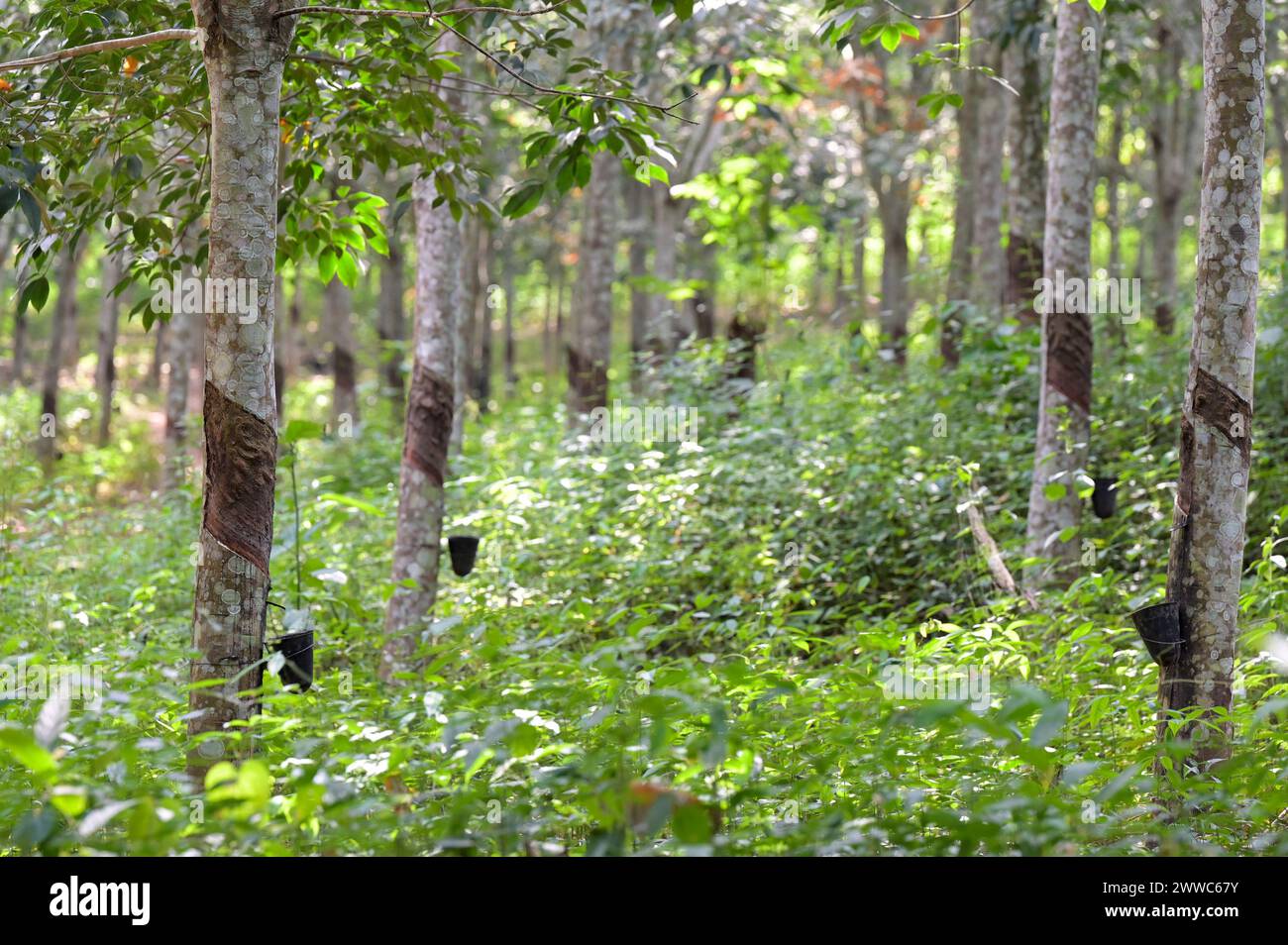 GHANA, Nkawkaw, Kautschukwald eines Kleinbauers / GHANA, Kautschuk Anbau, Kautschukwald eines Kleinbauern Stockfoto