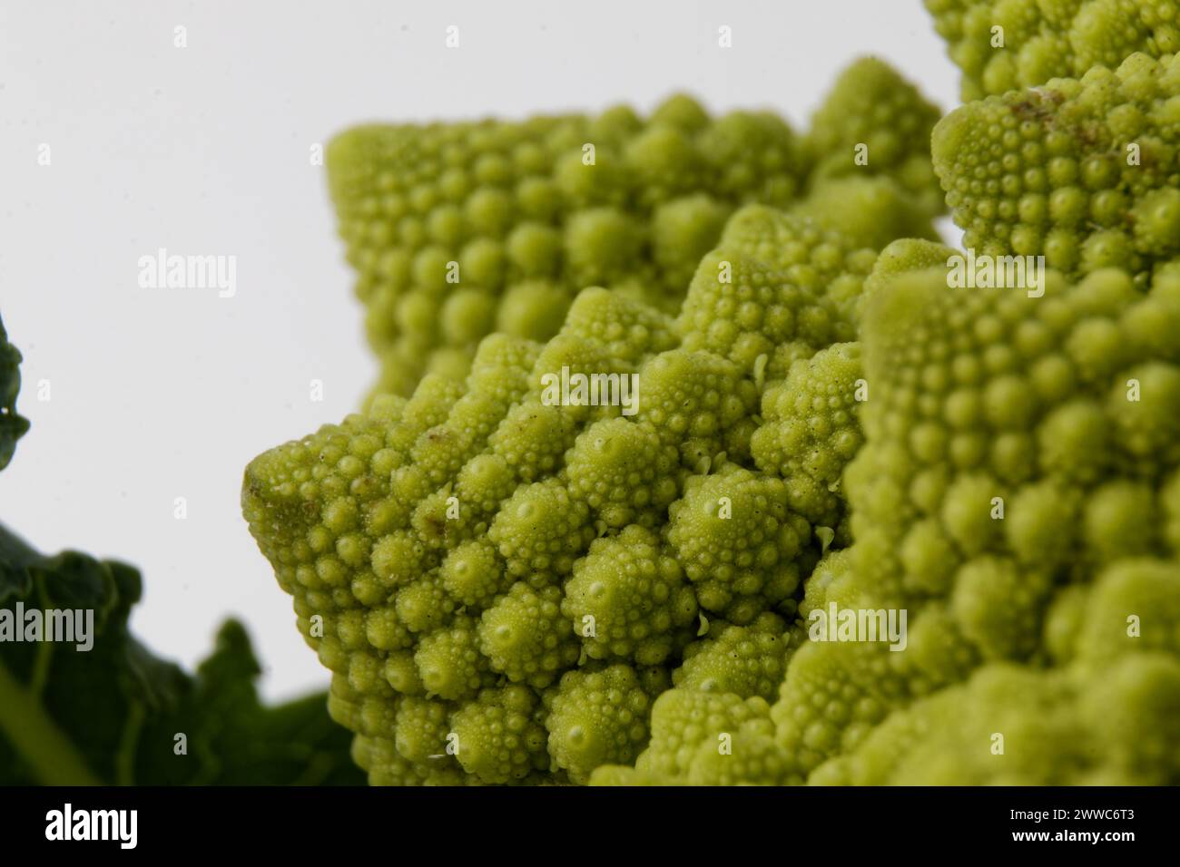 Ein biologisches Beispiel für Fibonacci-Spiralen und -Fraktale in der Natur mit einem Romanesco-Blumenkohl isoliert auf weißem Hintergrund und mit echten Schatten Stockfoto