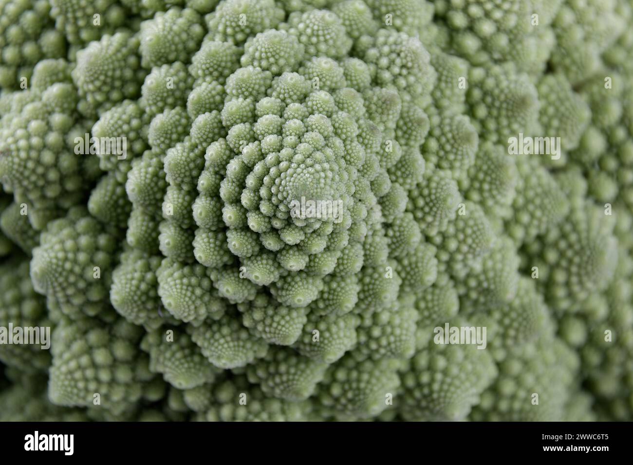 Makro eines biologischen Beispiels von Fibonacci-Spiralen und -Fraktalen in der Natur mit einem Romanesco-Blumenkohl Stockfoto
