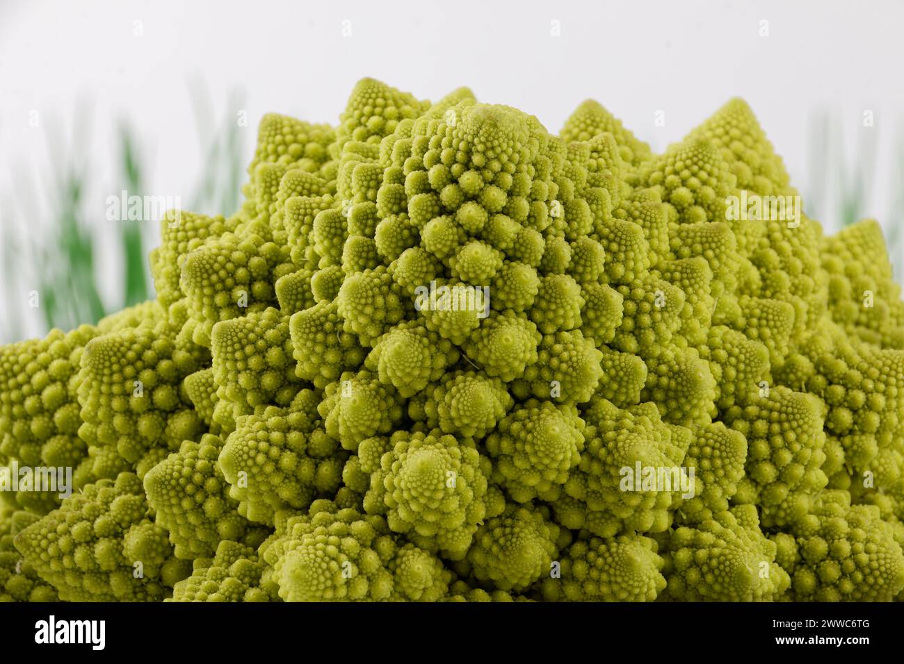 Ein biologisches Beispiel für Fibonacci-Spiralen und -Fraktale in der Natur mit einem Romanesco-Blumenkohl isoliert auf weißem Hintergrund und mit echten Schatten Stockfoto
