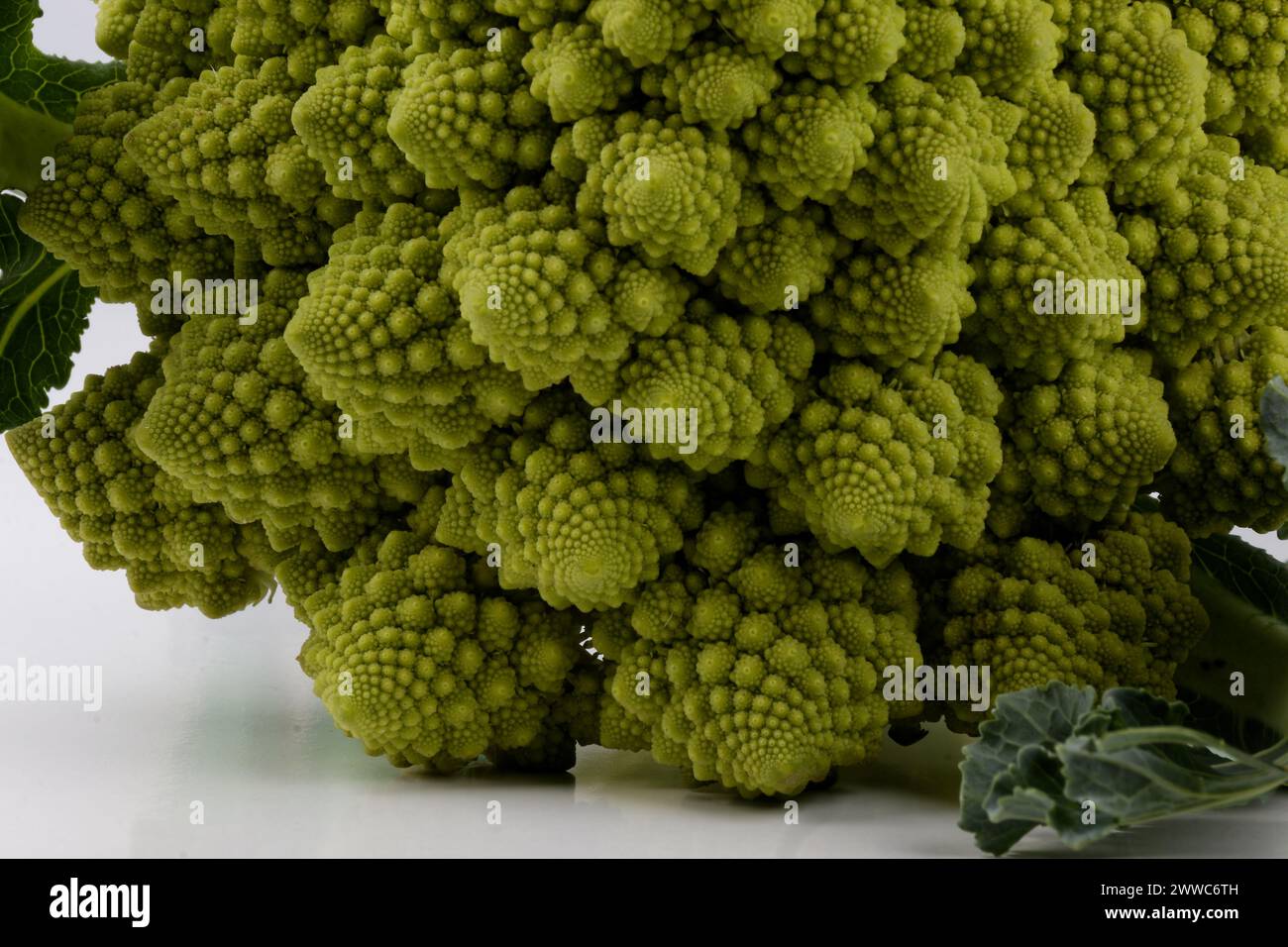 Ein biologisches Beispiel für Fibonacci-Spiralen und -Fraktale in der Natur mit einem Romanesco-Blumenkohl isoliert auf weißem Hintergrund und mit echten Schatten Stockfoto