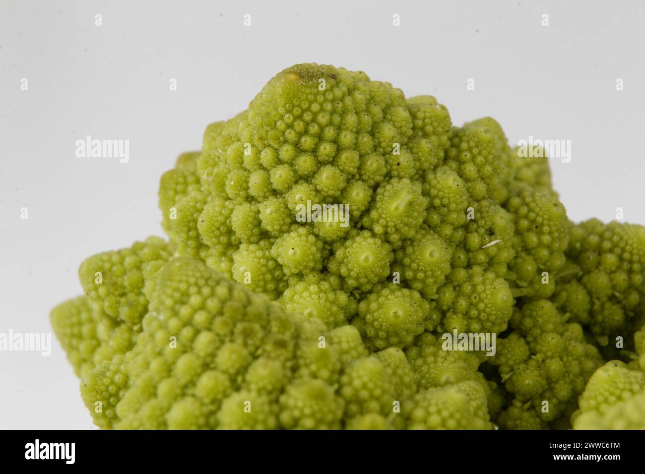 Ein biologisches Beispiel für Fibonacci-Spiralen und -Fraktale in der Natur mit einem Romanesco-Blumenkohl isoliert auf weißem Hintergrund und mit echten Schatten Stockfoto