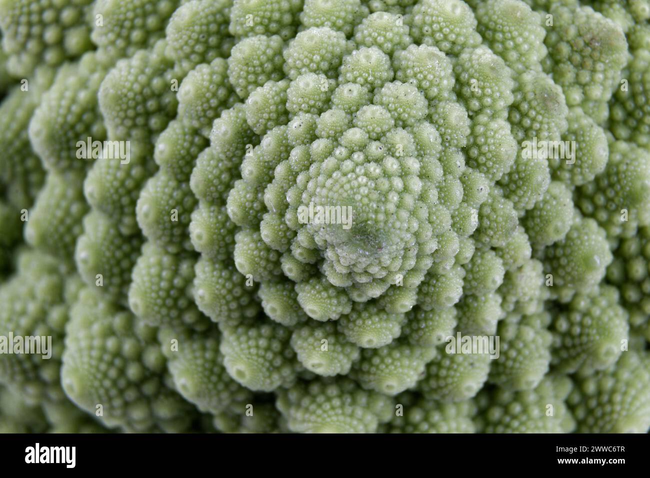 Makro eines biologischen Beispiels von Fibonacci-Spiralen und -Fraktalen in der Natur mit einem Romanesco-Blumenkohl Stockfoto