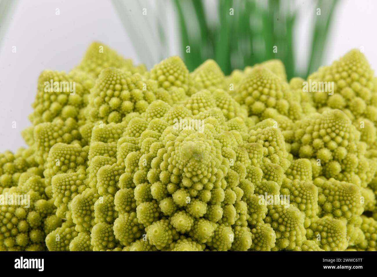Ein biologisches Beispiel für Fibonacci-Spiralen und -Fraktale in der Natur mit einem Romanesco-Blumenkohl isoliert auf weißem Hintergrund und mit echten Schatten Stockfoto