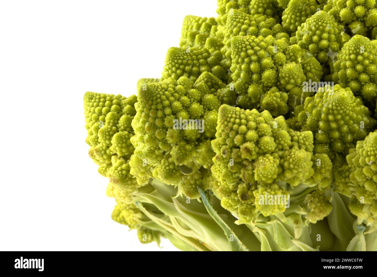 Ein biologisches Beispiel für Fibonacci-Spiralen und -Fraktale in der Natur mit einem Romanesco-Blumenkohl isoliert auf weißem Hintergrund und mit echten Schatten Stockfoto