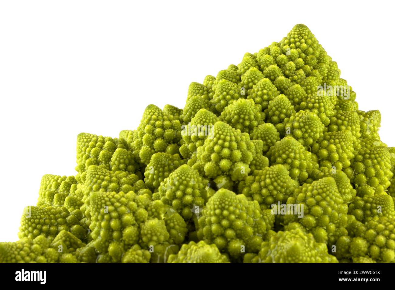 Ein biologisches Beispiel für Fibonacci-Spiralen und -Fraktale in der Natur mit einem Romanesco-Blumenkohl isoliert auf weißem Hintergrund und mit echten Schatten Stockfoto