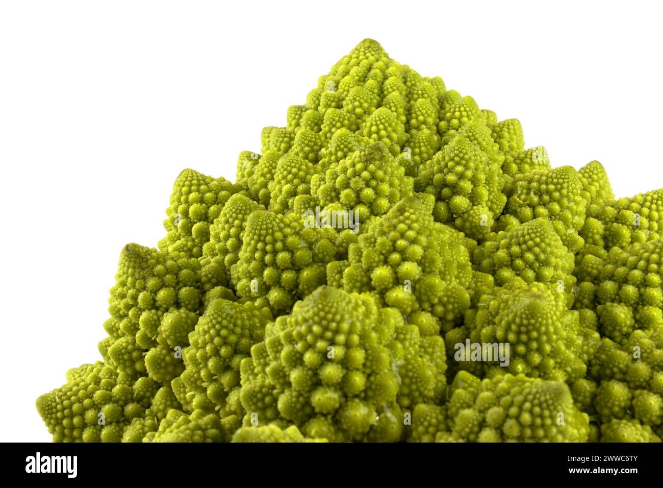 Ein biologisches Beispiel für Fibonacci-Spiralen und -Fraktale in der Natur mit einem Romanesco-Blumenkohl isoliert auf weißem Hintergrund und mit echten Schatten Stockfoto