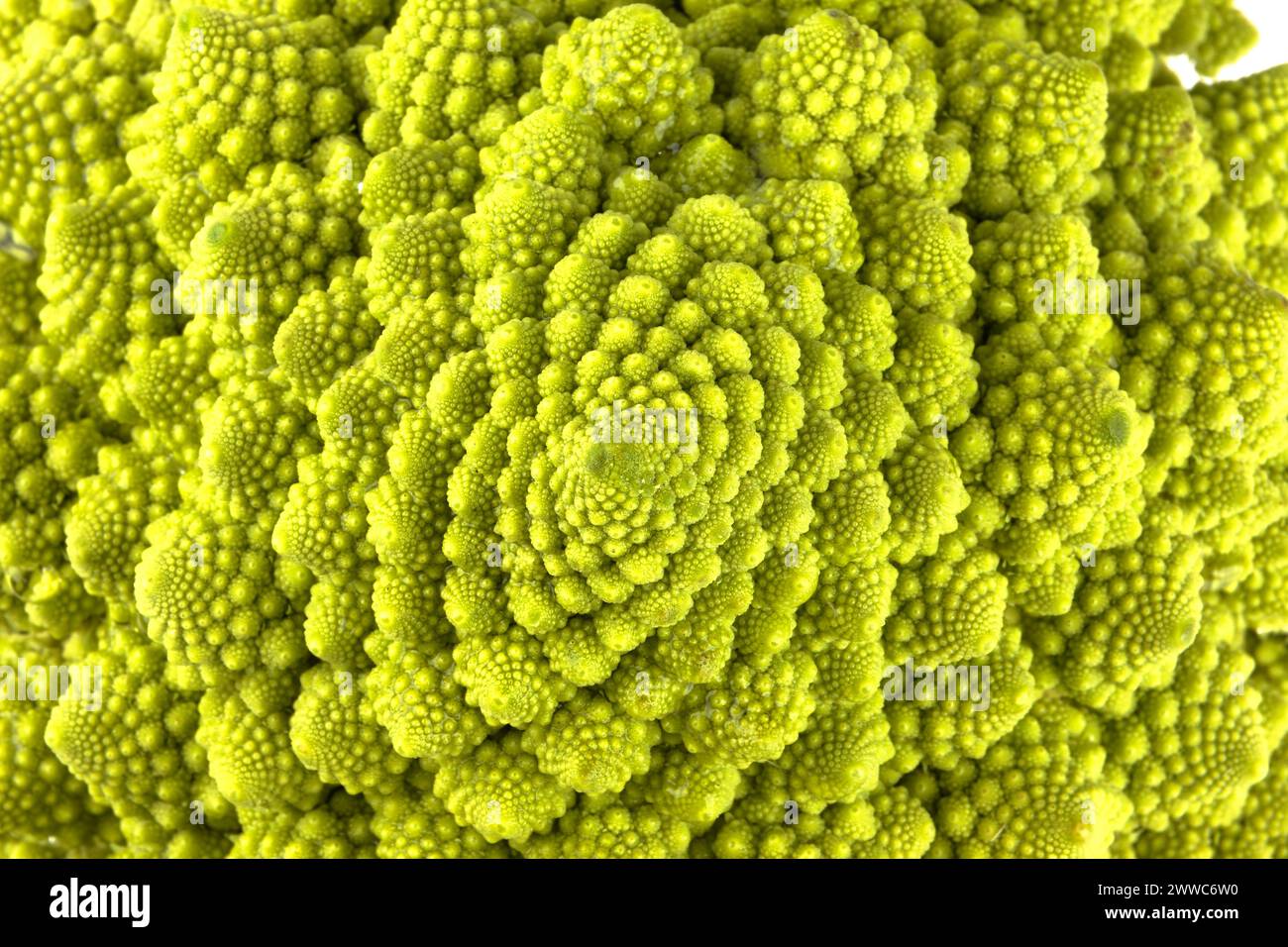 Makro eines biologischen Beispiels von Fibonacci-Spiralen und -Fraktalen in der Natur mit einem Romanesco-Blumenkohl Stockfoto