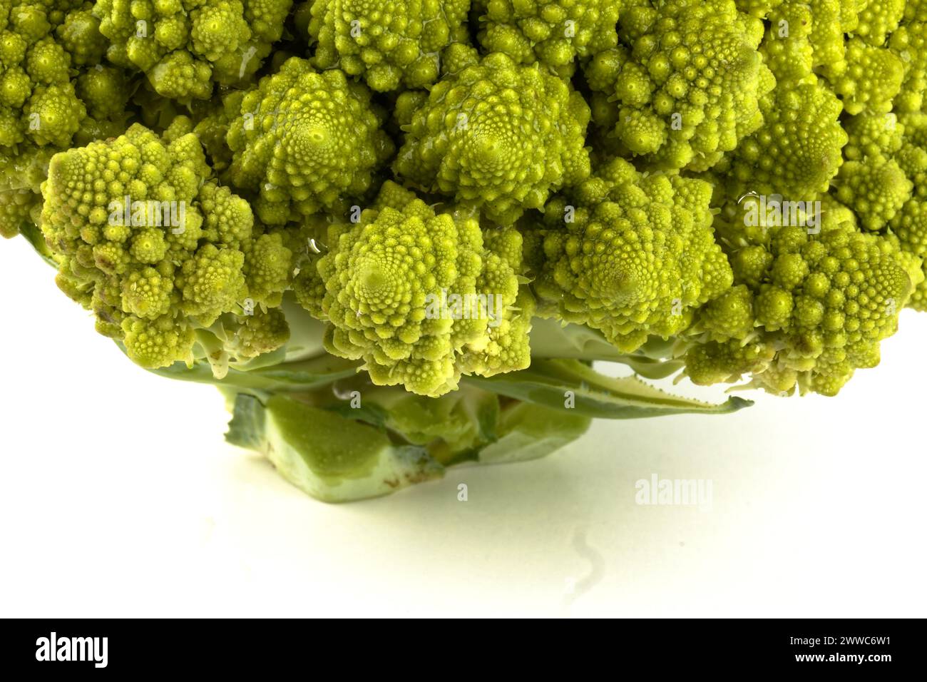 Ein biologisches Beispiel für Fibonacci-Spiralen und -Fraktale in der Natur mit einem Romanesco-Blumenkohl isoliert auf weißem Hintergrund und mit echten Schatten Stockfoto