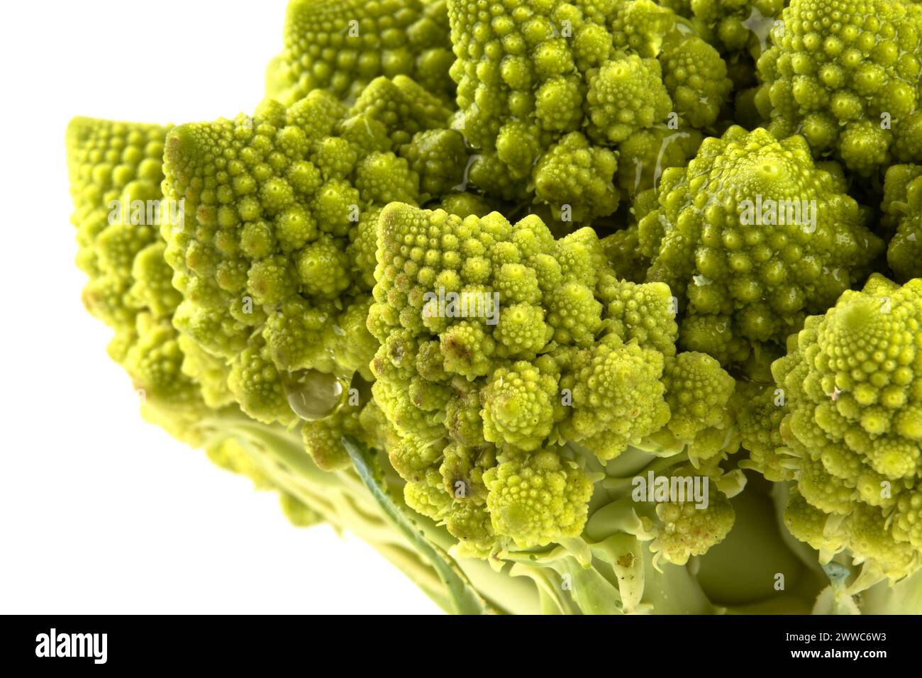 Ein biologisches Beispiel für Fibonacci-Spiralen und -Fraktale in der Natur mit einem Romanesco-Blumenkohl isoliert auf weißem Hintergrund und mit echten Schatten Stockfoto