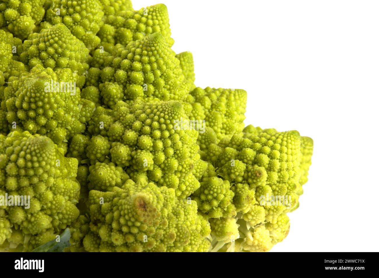 Ein biologisches Beispiel für Fibonacci-Spiralen und -Fraktale in der Natur mit einem Romanesco-Blumenkohl isoliert auf weißem Hintergrund und mit echten Schatten Stockfoto