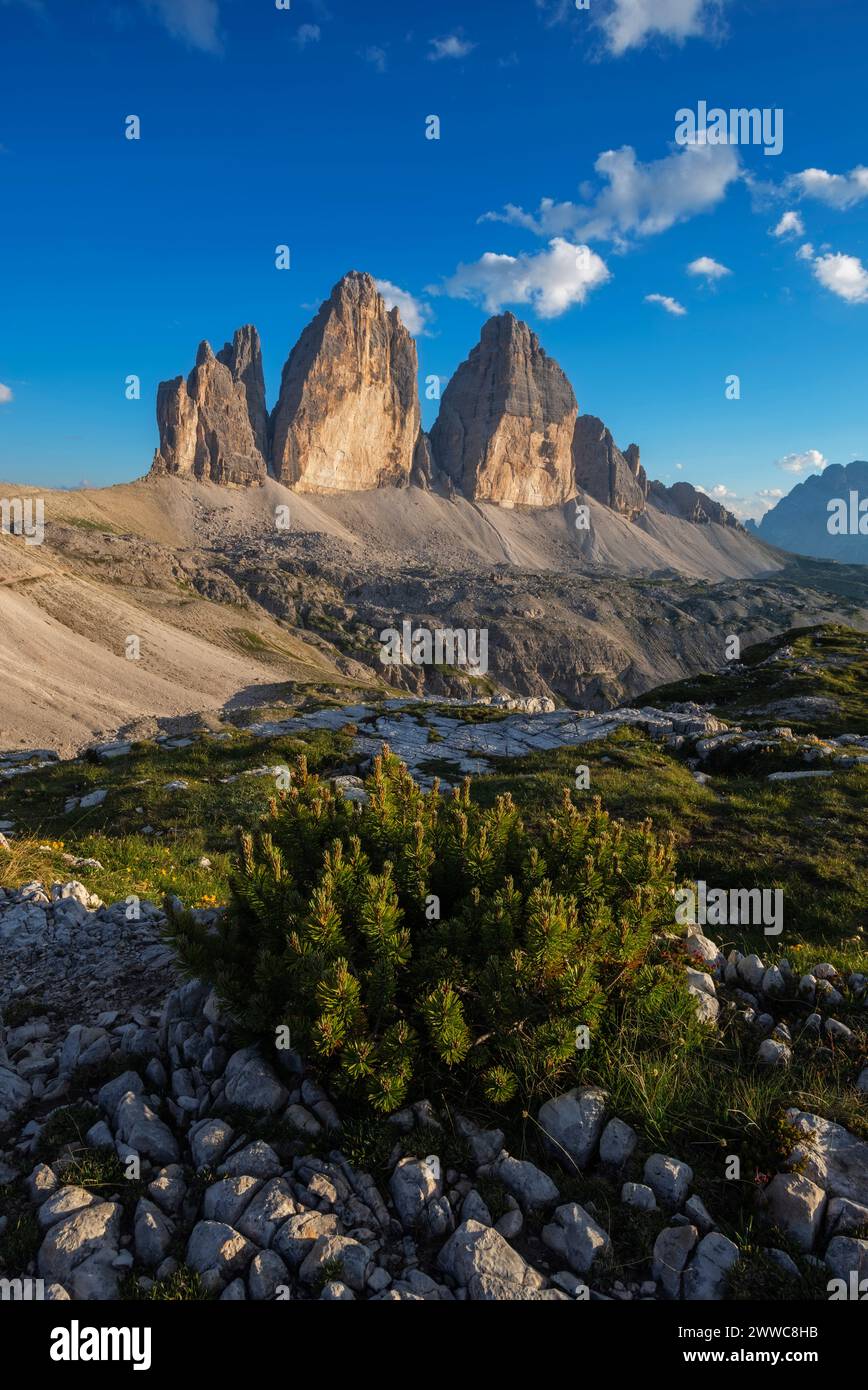 Italien, Venetien, Blick auf die drei Zinnen von Lavaredo mit Buschwerk im Vordergrund Stockfoto