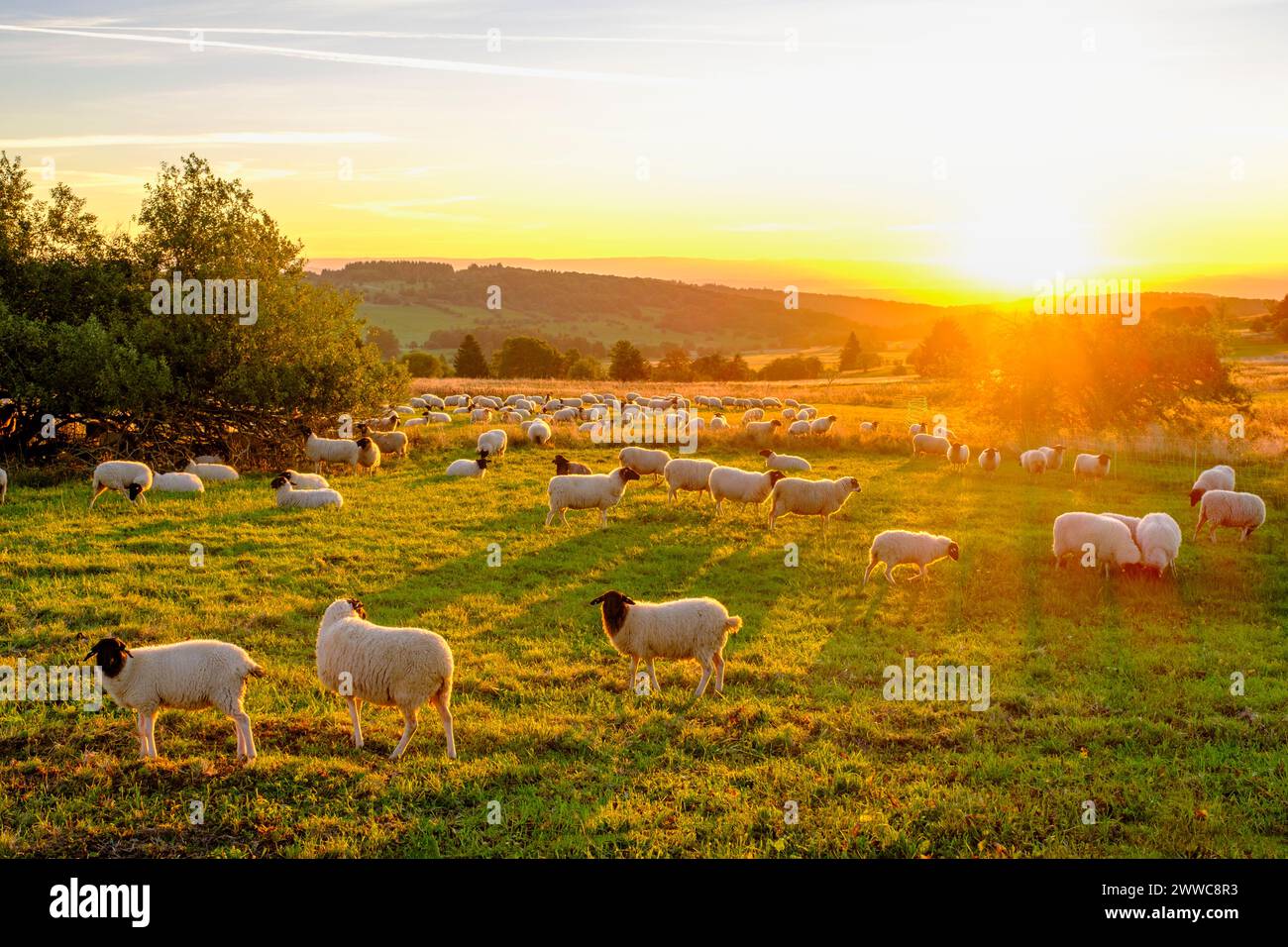 Deutschland, Bayern, Schafherde, die bei Sonnenaufgang auf der Weide entlang der Hochrheinstraße weiden Stockfoto