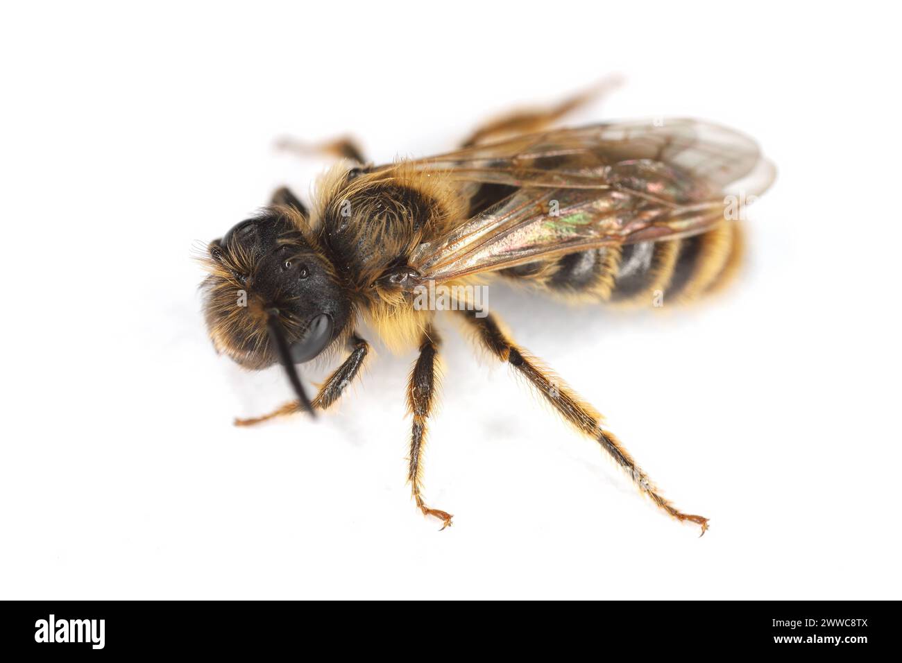 Eine kleine Wildbiene auf weißem Hintergrund. Andrenidae, Andrena. Stockfoto
