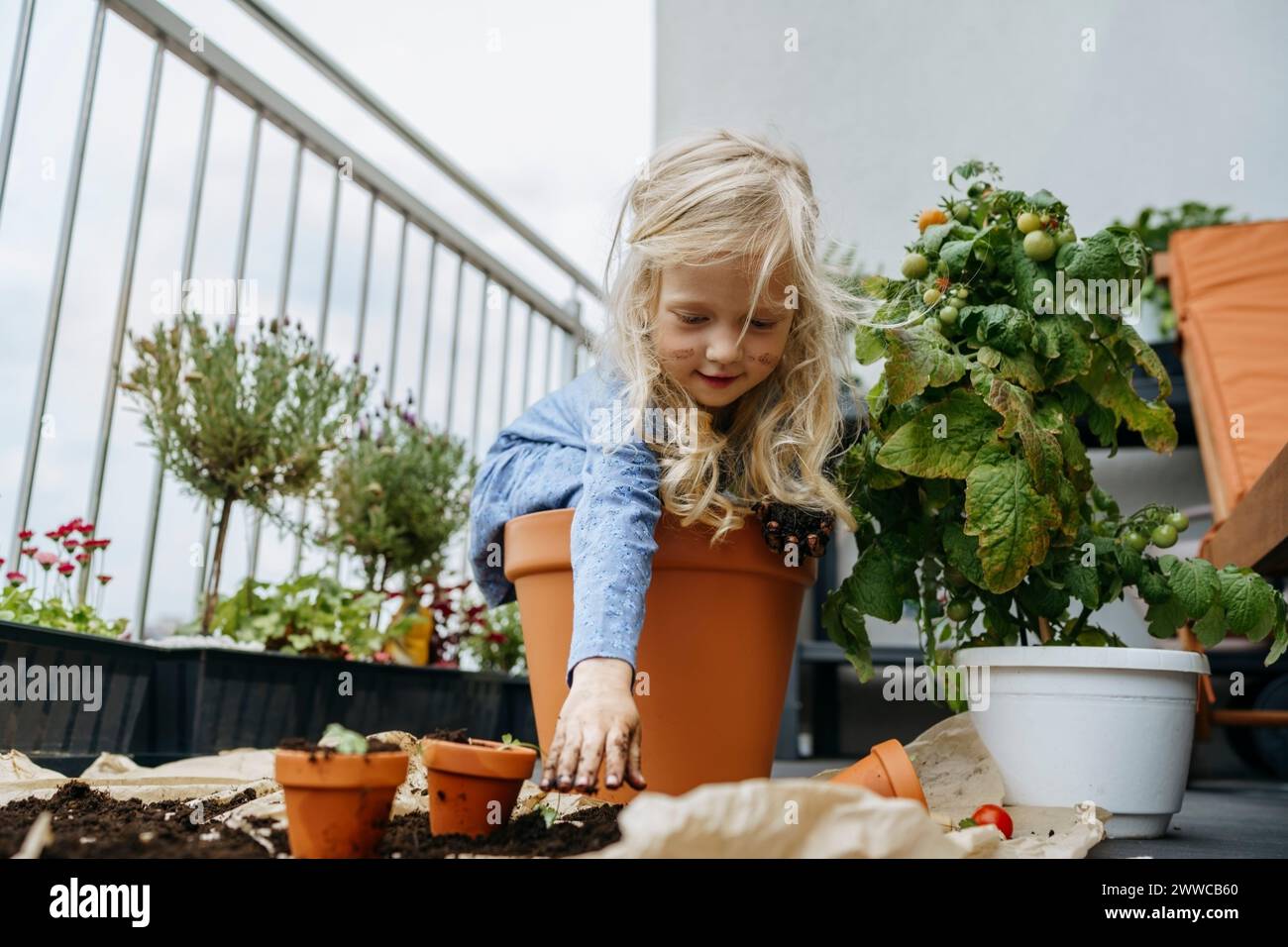 Schelmiges Mädchen mit schmutzigen Händen, das in einem Topf neben Tomatenpflanze auf dem Balkon sitzt Stockfoto