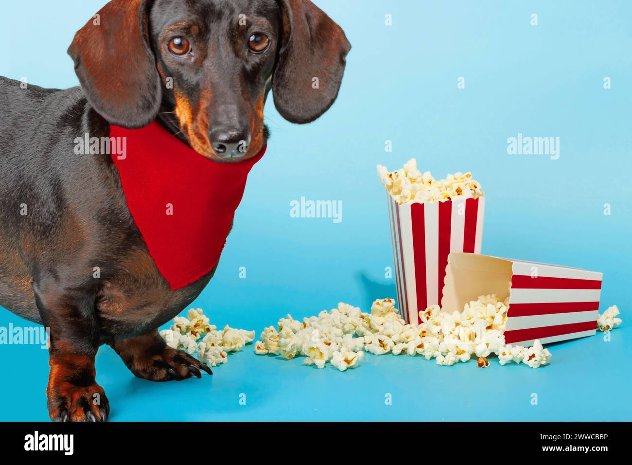 Süßer Dachshund-Hund, der ein rotes Bandana in der Nähe von Popcorn trägt Stockfoto