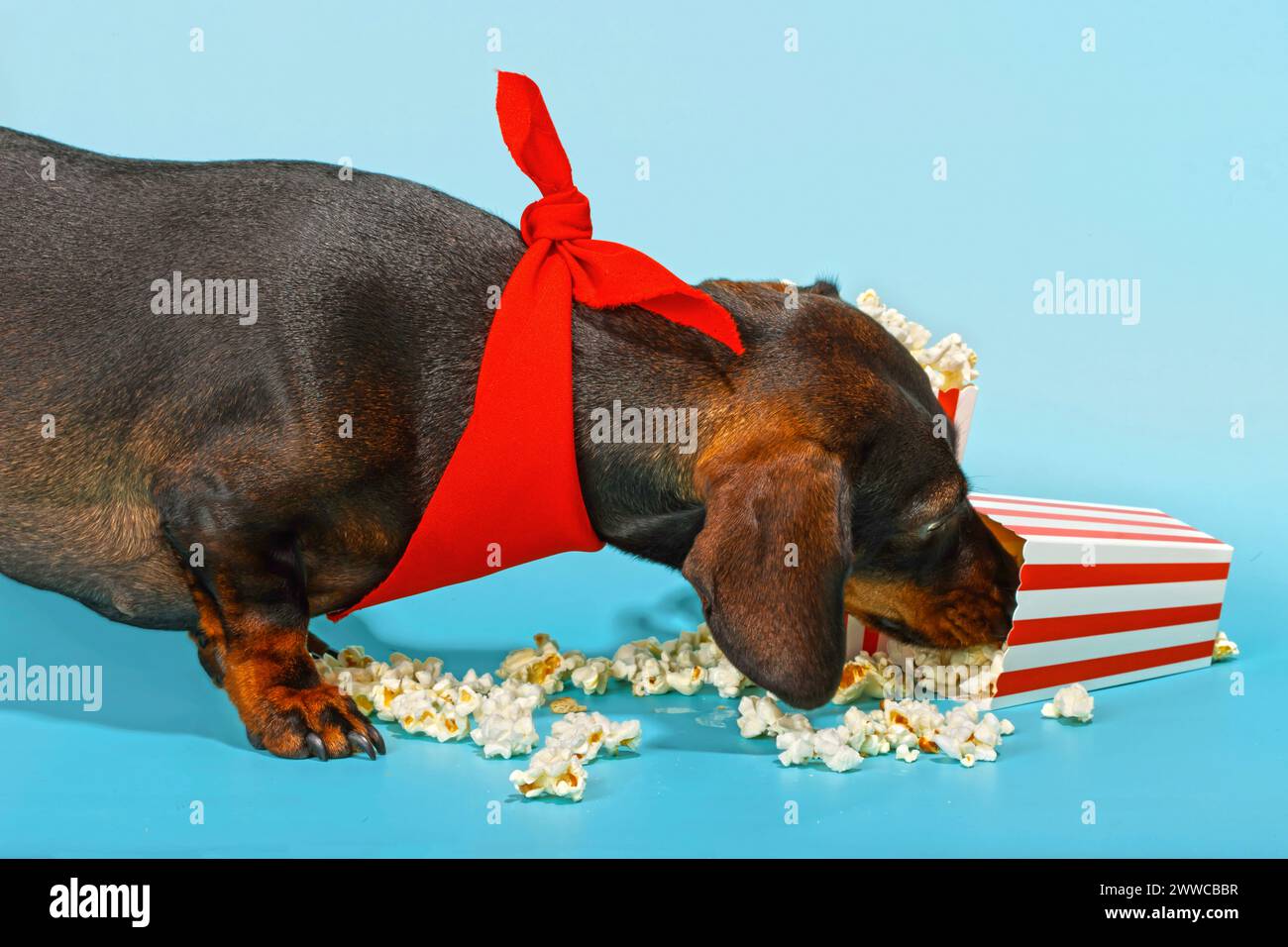 Dackelhund mit rotem Bandana und Popcorn auf blauem Hintergrund Stockfoto