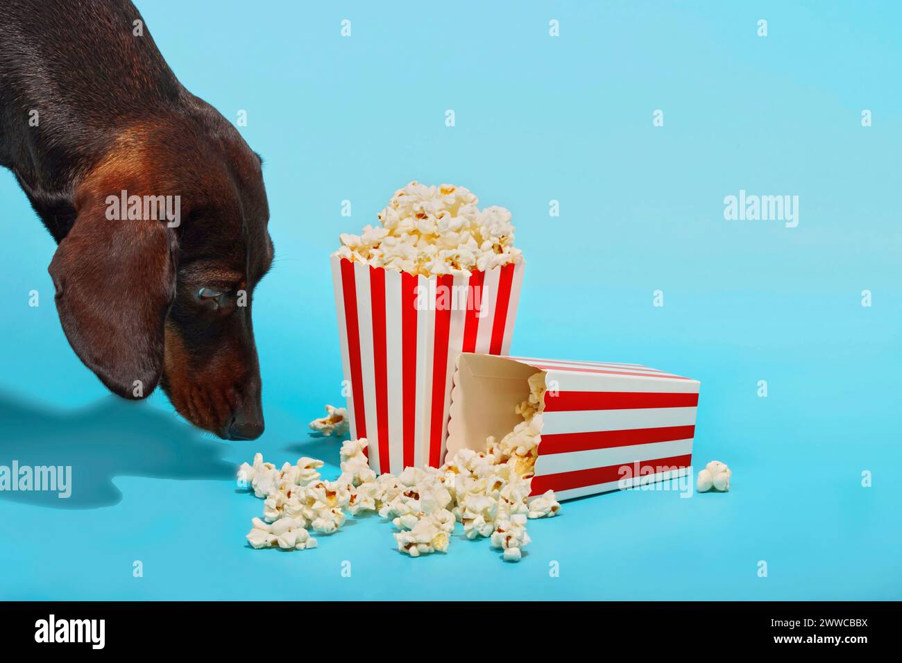 Dackelhund riecht Popcorn auf blauem Hintergrund Stockfoto