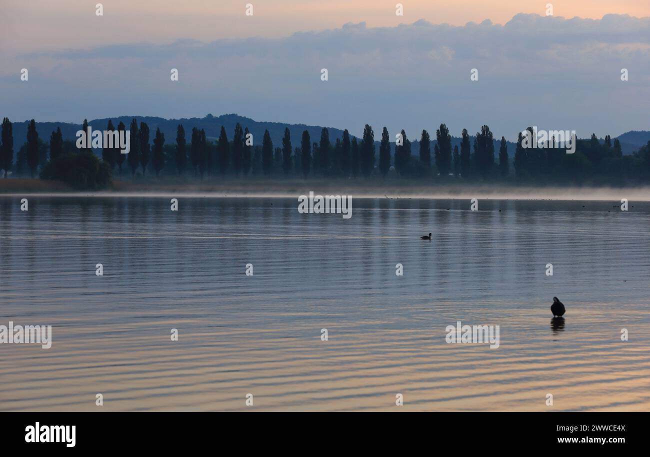 Deutschland, Baden-Württemberg, Moos, Bodensee bei nebeliger Dämmerung Stockfoto