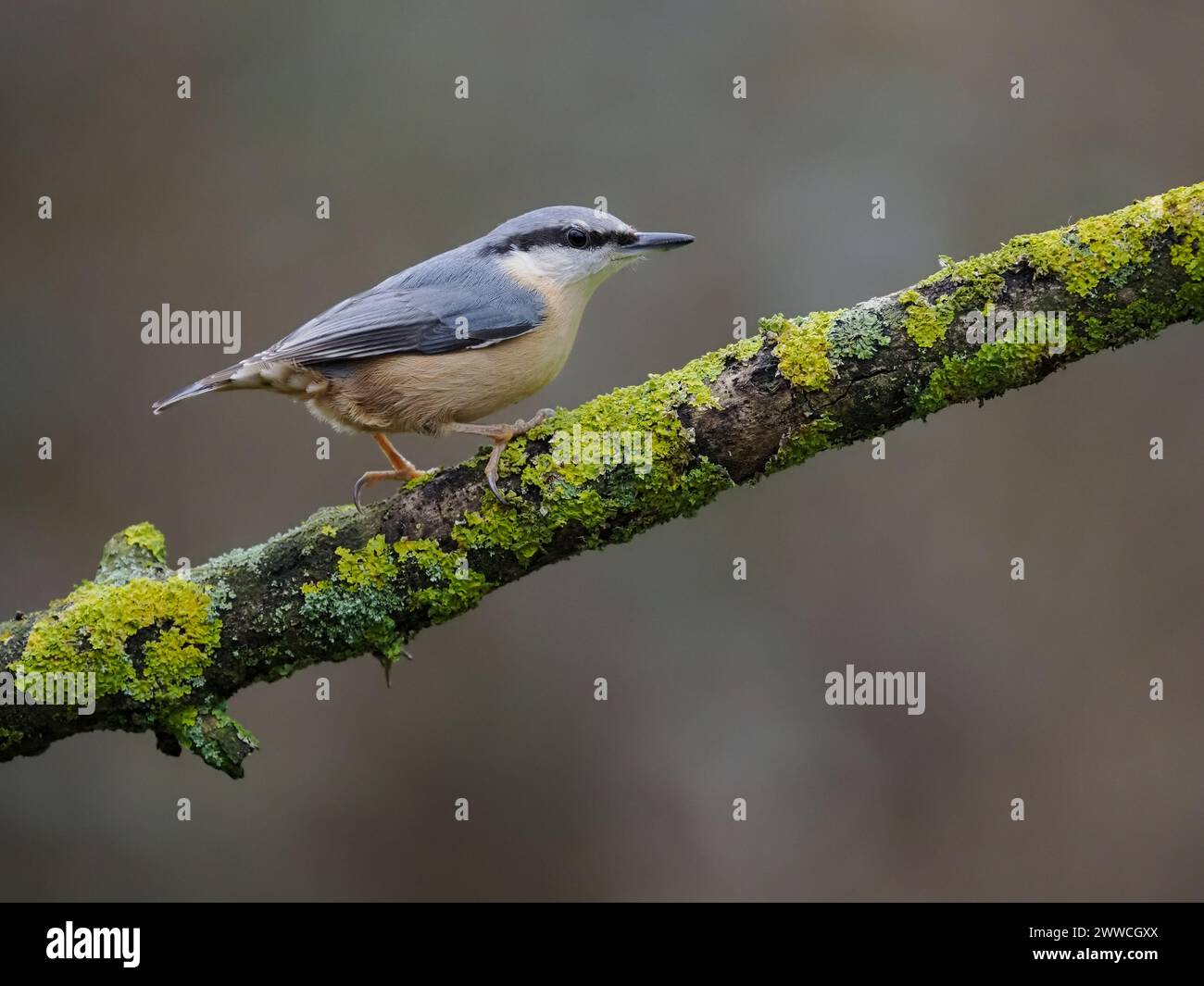 Nuthatch, Sitta europaea, Single Bird on Branch, Warwickshire, März 2024 Stockfoto