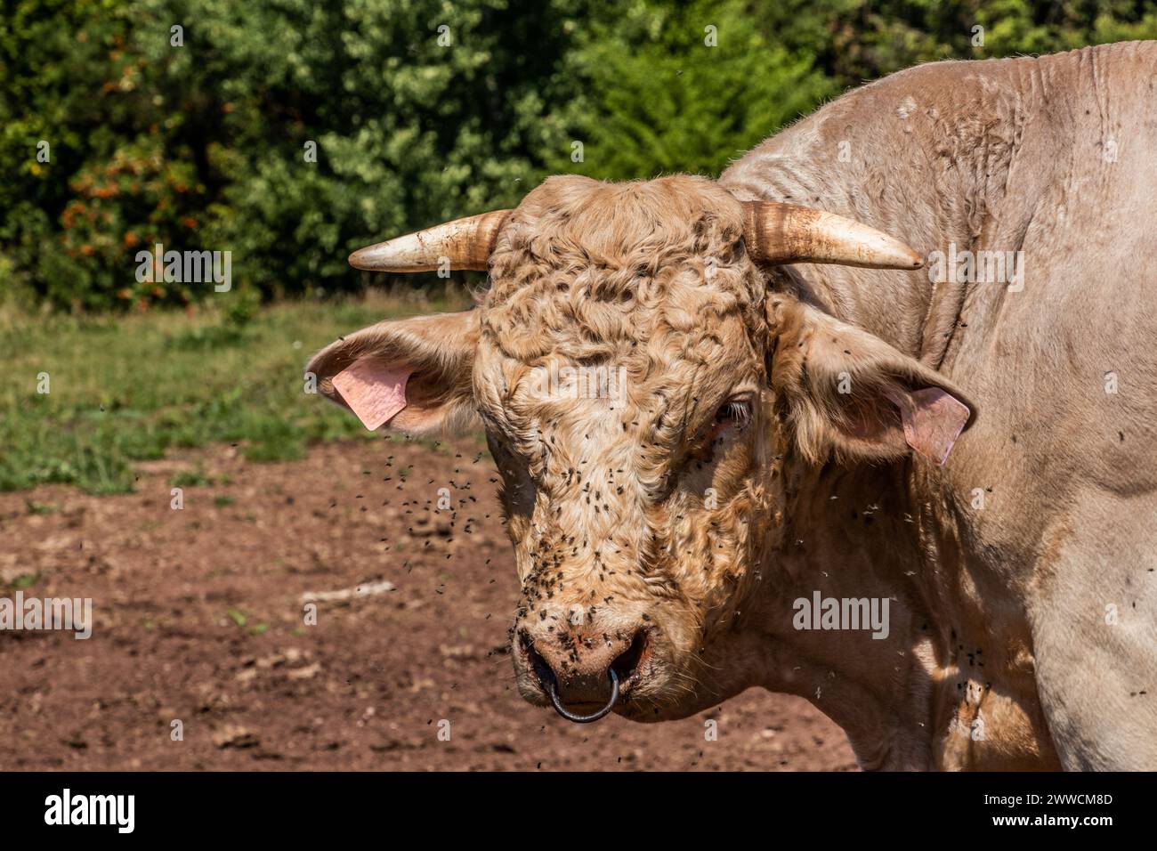 Fliegen Sie überdachte Kuh auf einer Weide in der Nähe von Letohrad, Tschechien Stockfoto