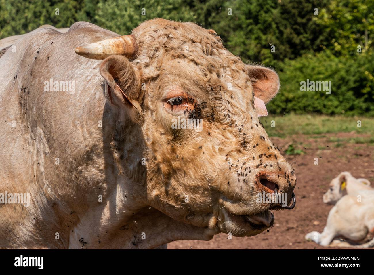 Fliegen Sie überdachte Kuh auf einer Weide in der Nähe von Letohrad, Tschechien Stockfoto