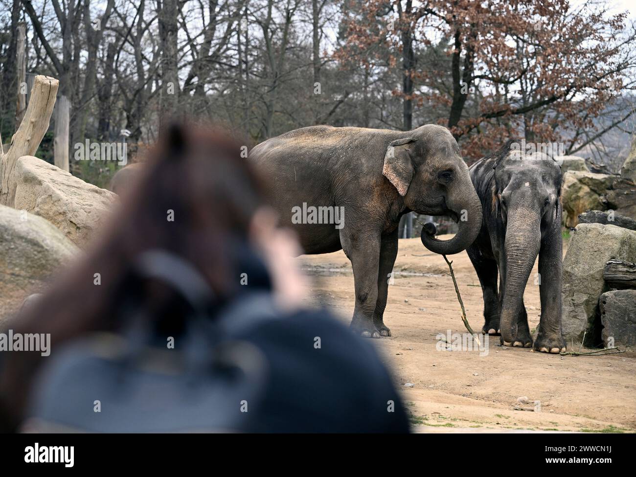 Prag, Tschechische Republik. März 2024. Der Prager Zoo startete seine 93. Saison am 23. März 2024 in Prag, Tschechien. Es ist einer der meistbesuchten Orte in Prag. Im vergangenen Jahr wurde sie von fast 1,36 Millionen Menschen besucht. Quelle: Katerina Sulova/CTK Photo/Alamy Live News Stockfoto