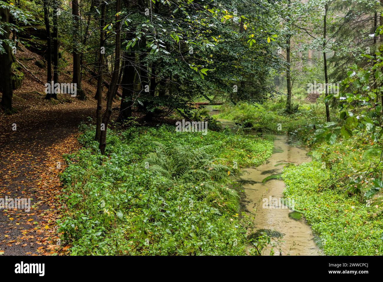 Jetrichovicka Bela Fluss im Nationalpark Tschechische Schweiz, Tschechische Republik Stockfoto