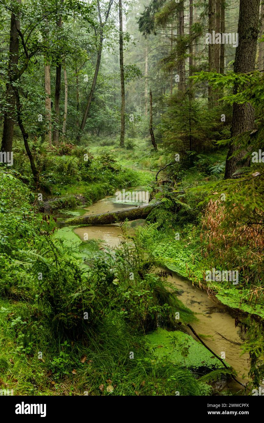Jetrichovicka Bela Fluss im Nationalpark Tschechische Schweiz, Tschechische Republik Stockfoto