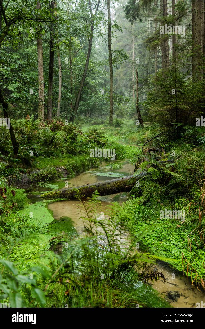 Jetrichovicka Bela Fluss im Nationalpark Tschechische Schweiz, Tschechische Republik Stockfoto