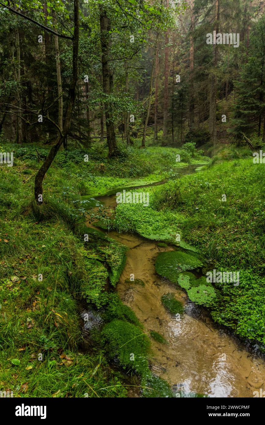 Jetrichovicka Bela Fluss im Nationalpark Tschechische Schweiz, Tschechische Republik Stockfoto