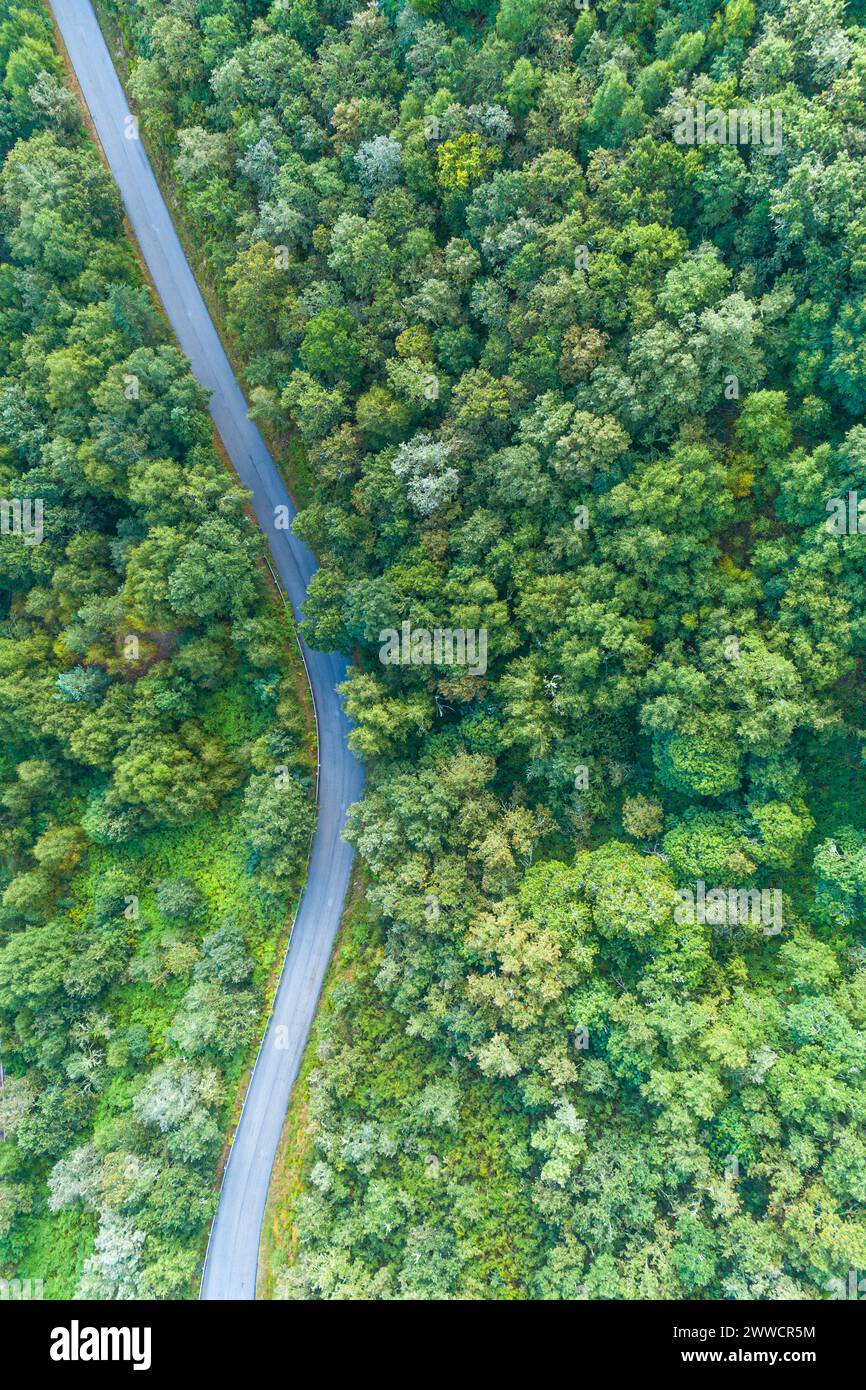 Drohnenblick auf eine kurvige Straße in einem bewaldeten Berg im Sommer Stockfoto